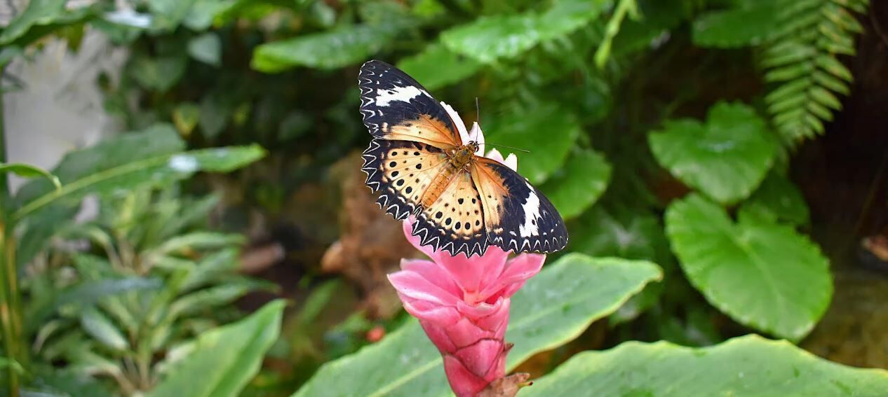 5. The Key West Butterfly and Nature Conservatory